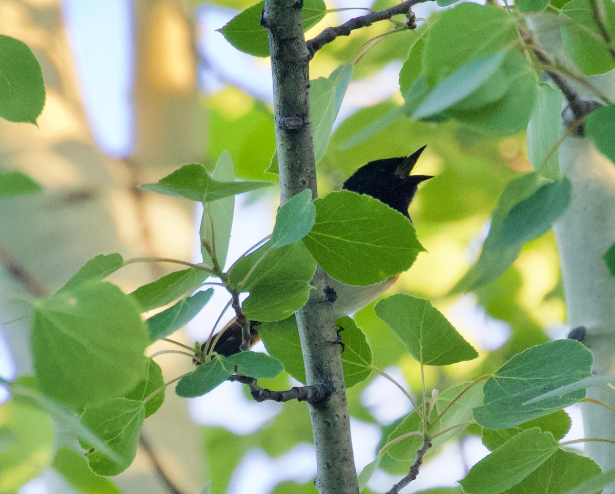 American Redstart - ML350212891