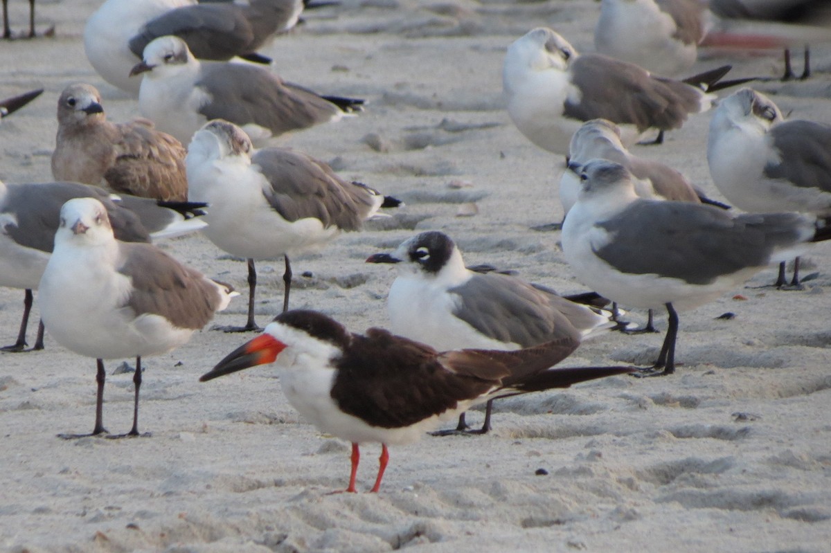 Franklin's Gull - Sam Cooper