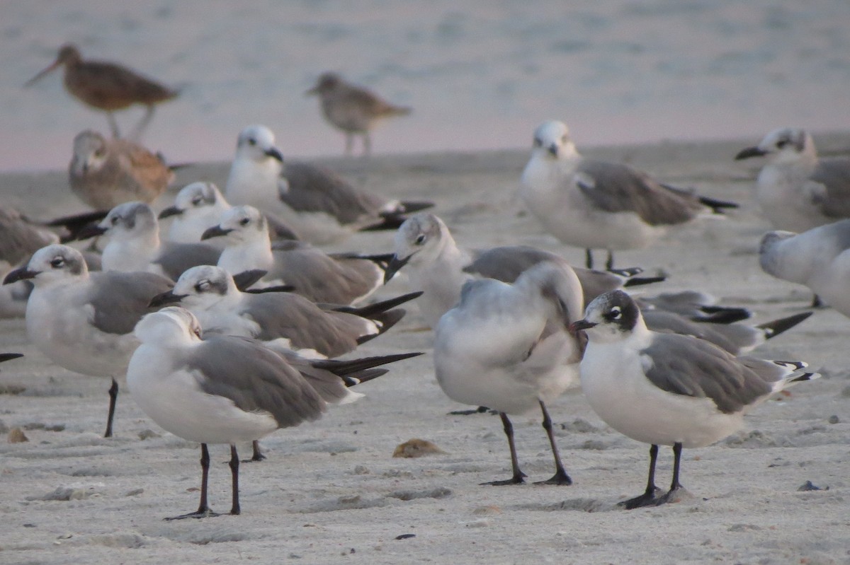 Franklin's Gull - ML35021321