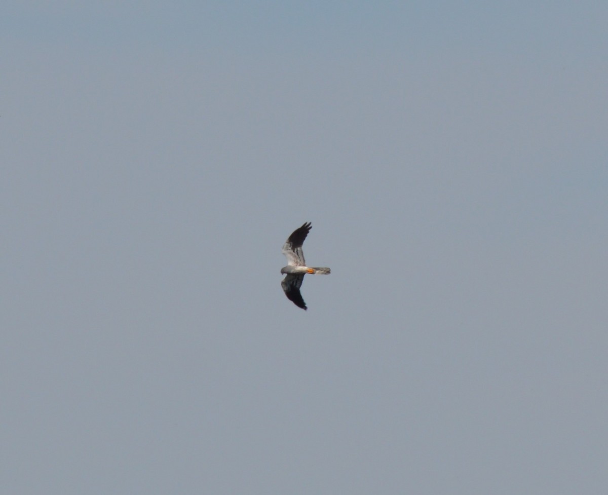 Montagu's Harrier - Sandra Fernandes