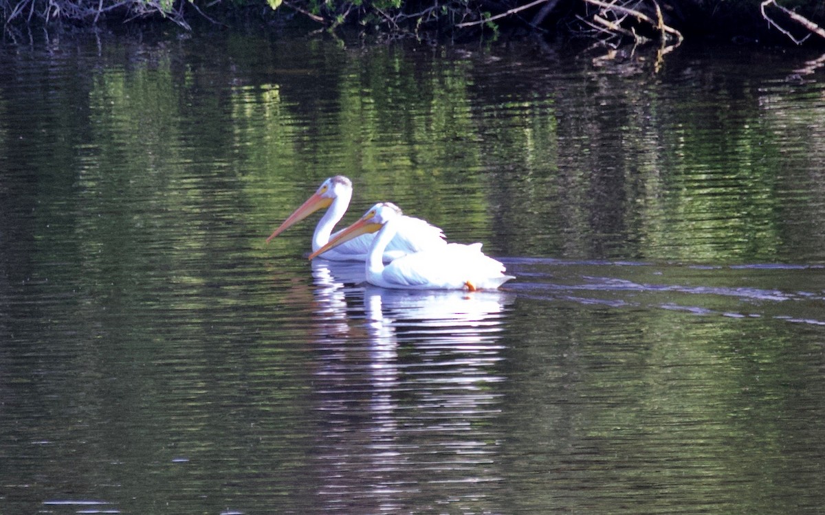 American White Pelican - ML350213531