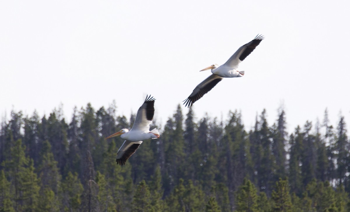 American White Pelican - ML350213551