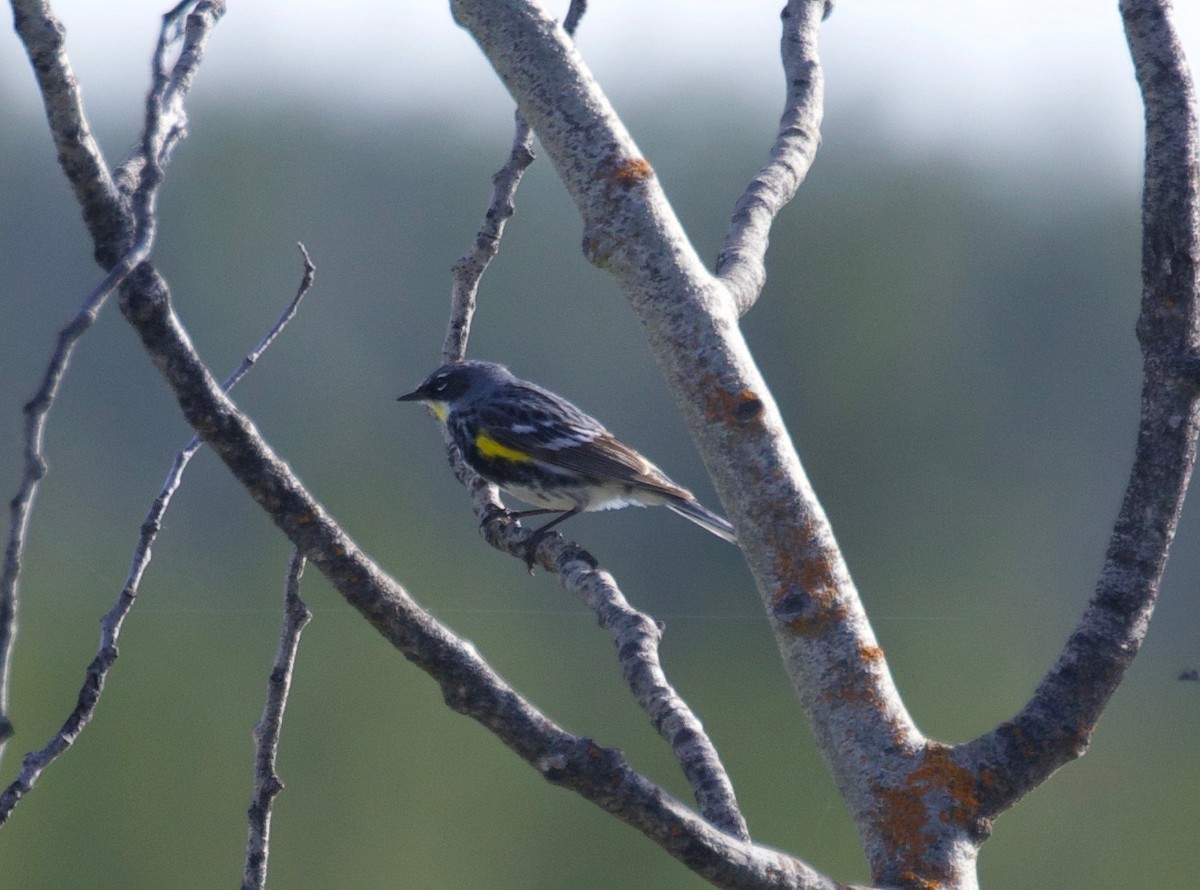 Yellow-rumped Warbler - ML350213591