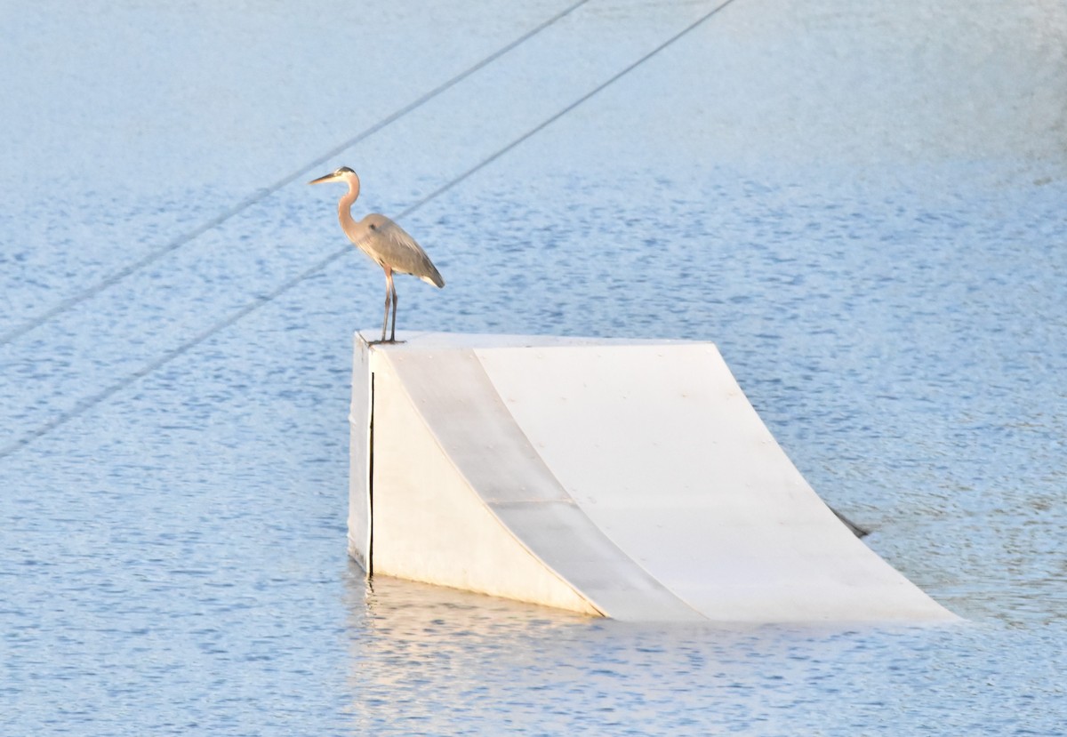 Great Blue Heron - ML350214721