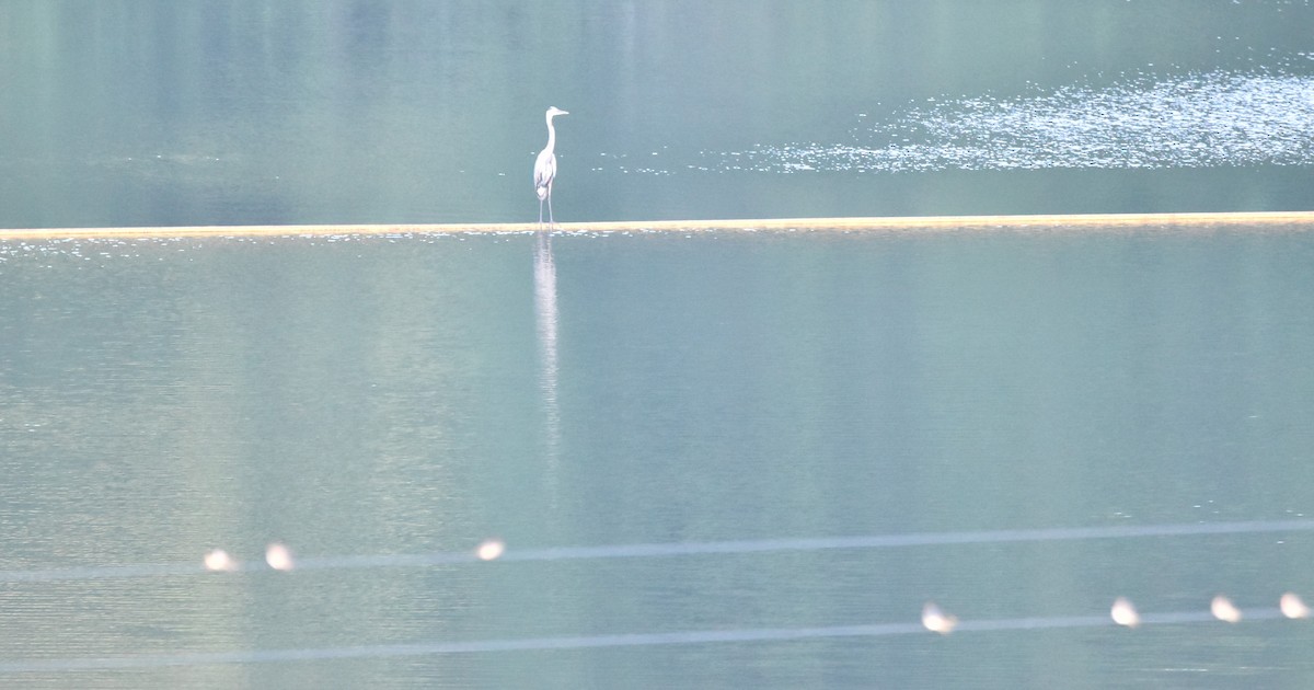 Great Blue Heron - ML350214731