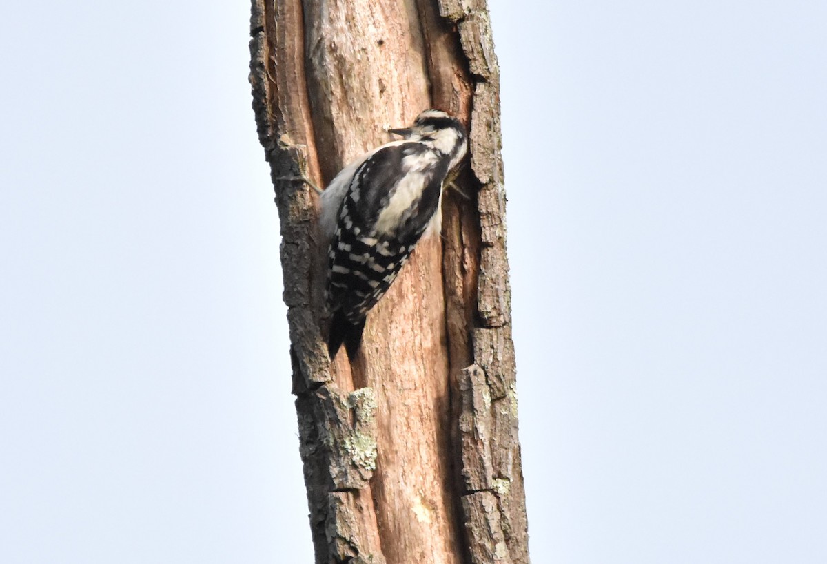 Downy Woodpecker - ML350215041