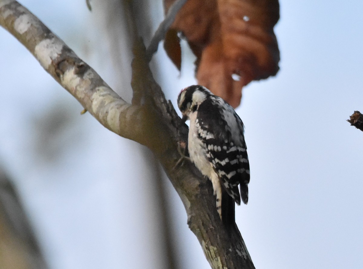 Downy Woodpecker - ML350215051