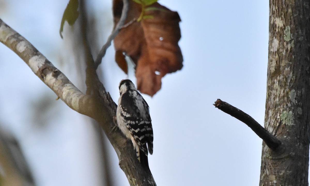 Downy Woodpecker - ML350215071