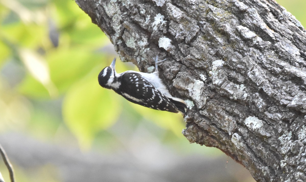 Downy Woodpecker - ML350215091