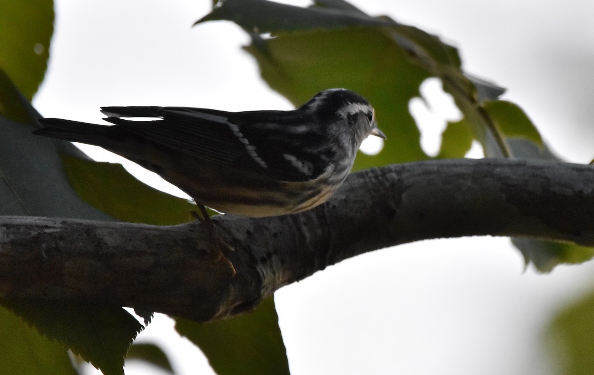 Black-and-white Warbler - ML350215701