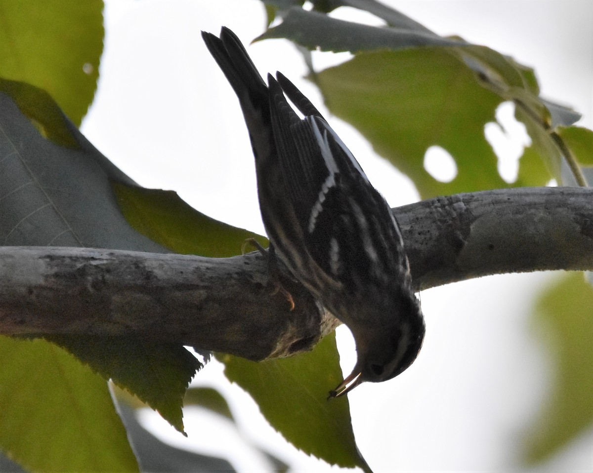 Black-and-white Warbler - ML350215711