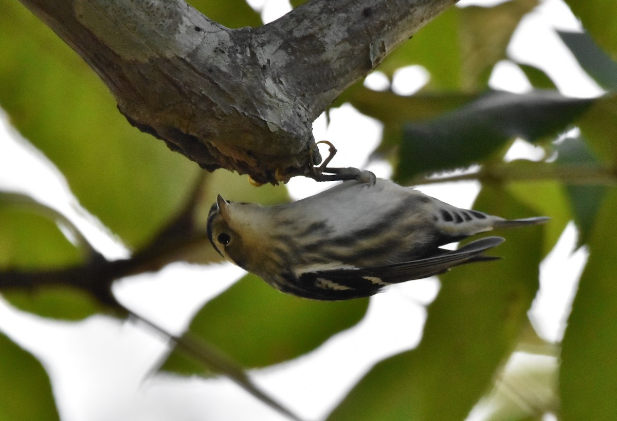 Black-and-white Warbler - ML350215721