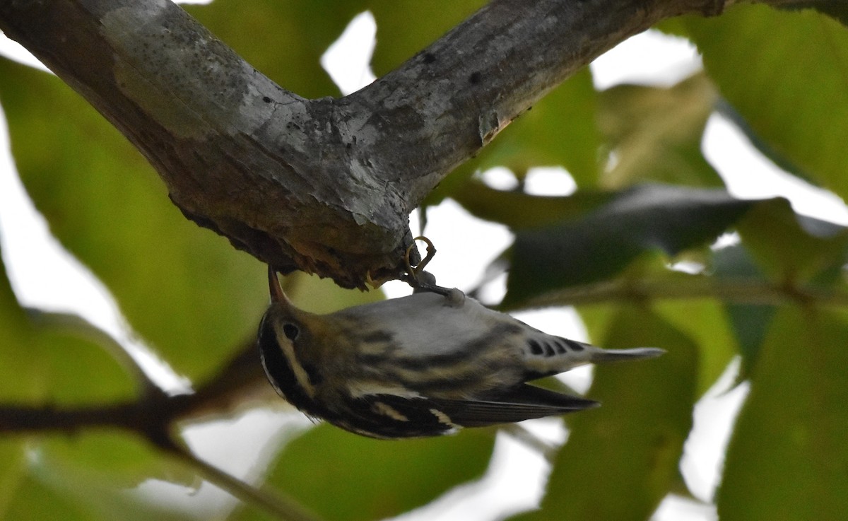 Black-and-white Warbler - ML350215731