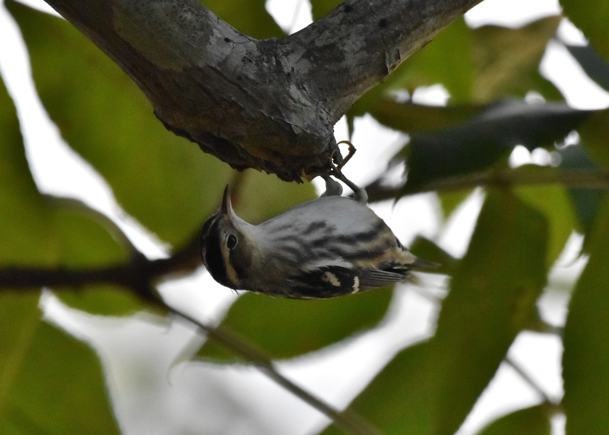 Black-and-white Warbler - ML350215741