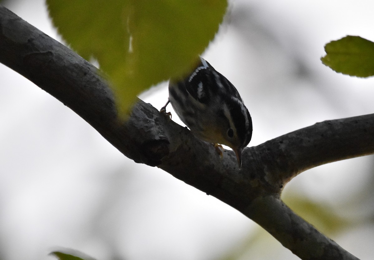 Black-and-white Warbler - ML350215761