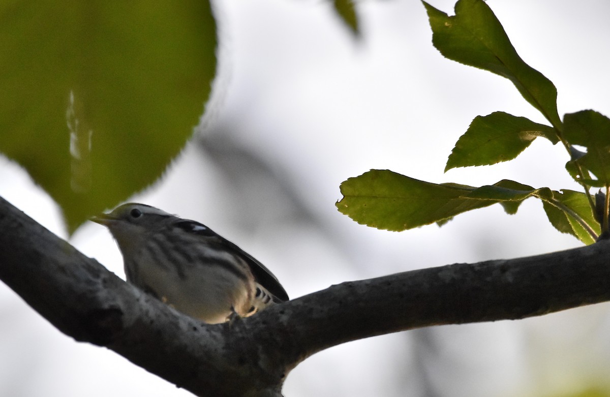 Black-and-white Warbler - ML350215771