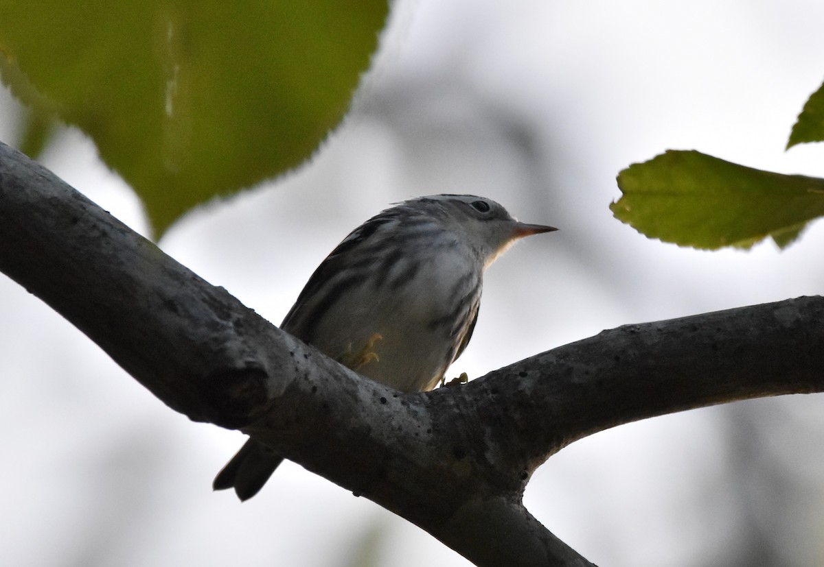 Black-and-white Warbler - ML350215831
