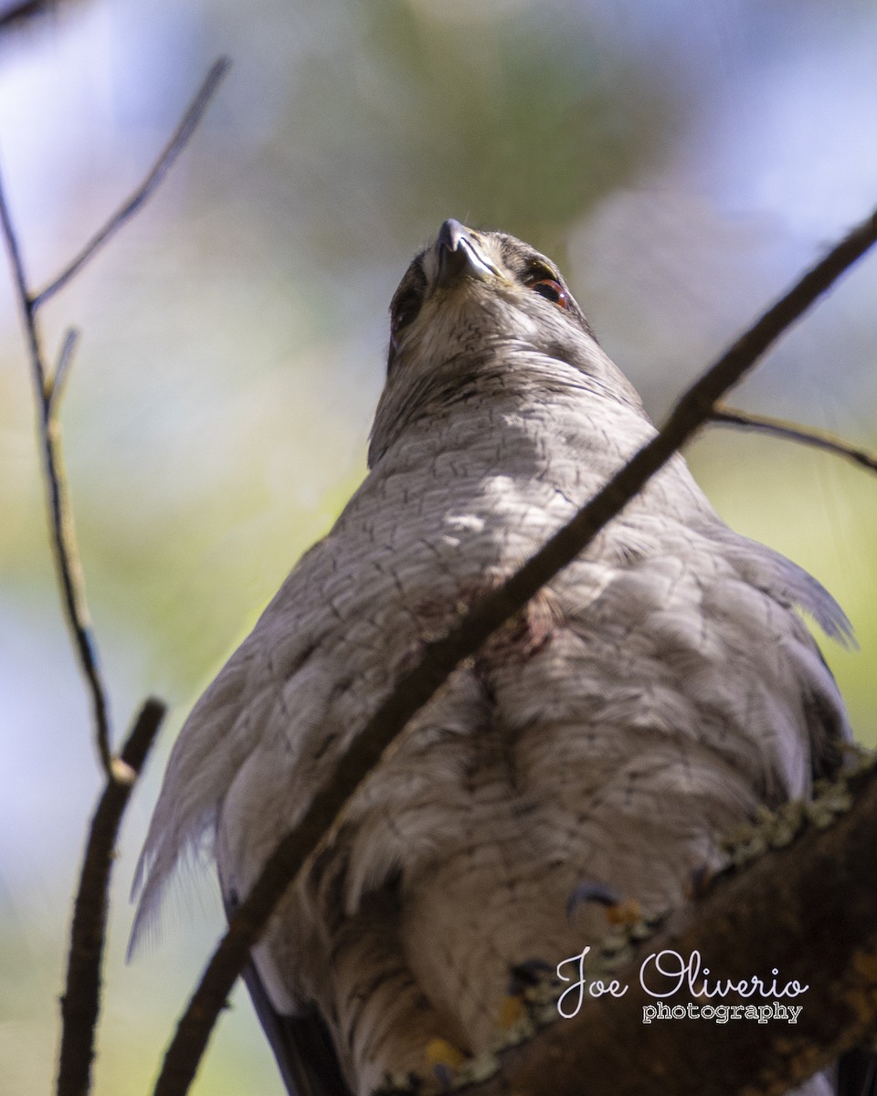 American Goshawk - ML350215891