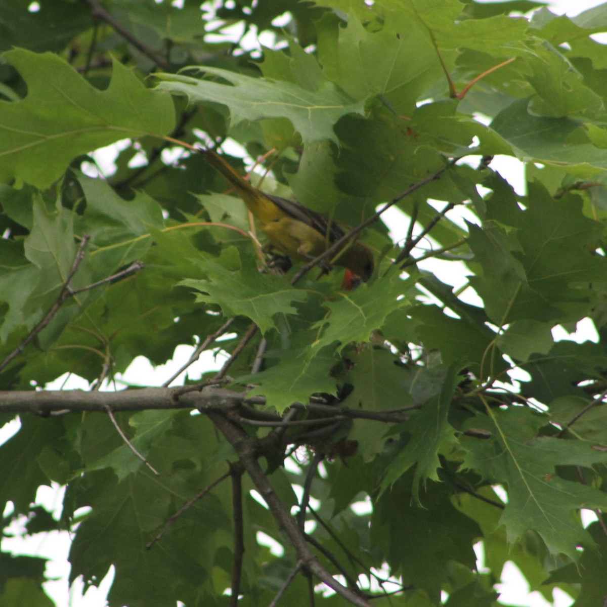 Orchard Oriole - ML350216331