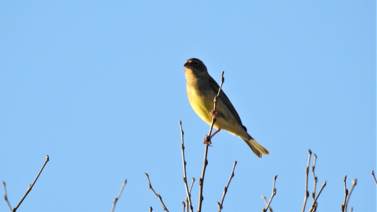 Grassland Yellow-Finch - Pablo Alejandro Pla