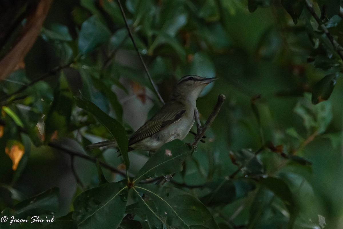 Red-eyed Vireo - Jason Glatt