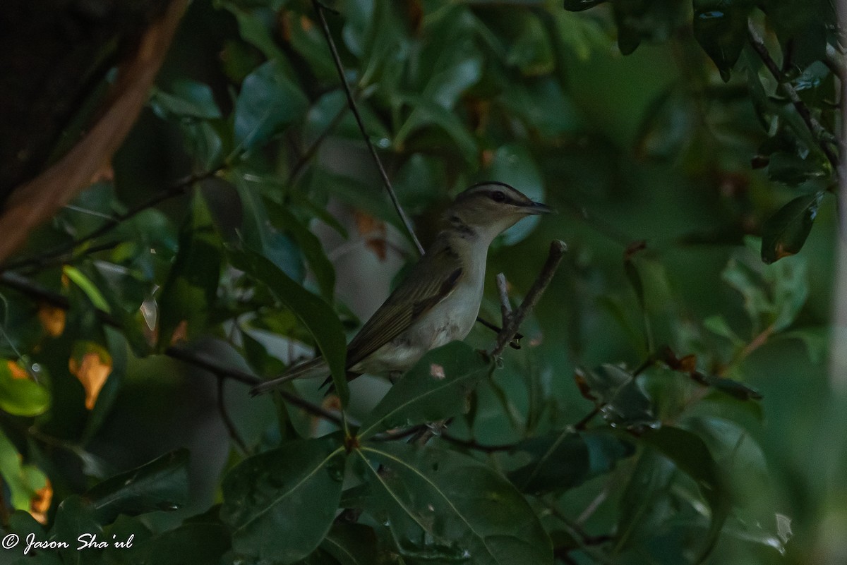 Vireo Ojirrojo - ML350218571