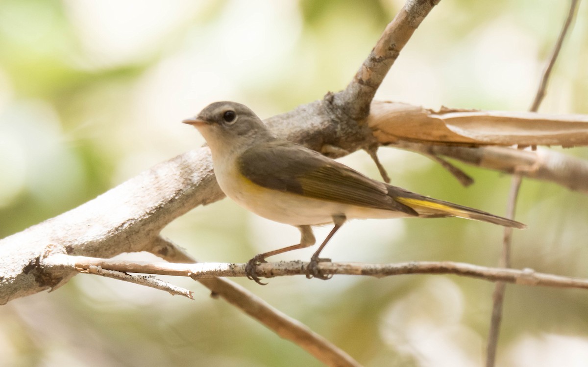 American Redstart - ML350219631