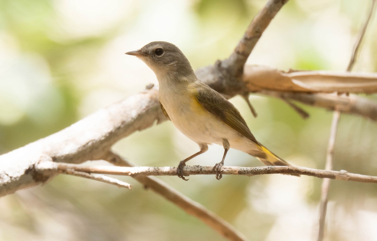 American Redstart - ML350219641