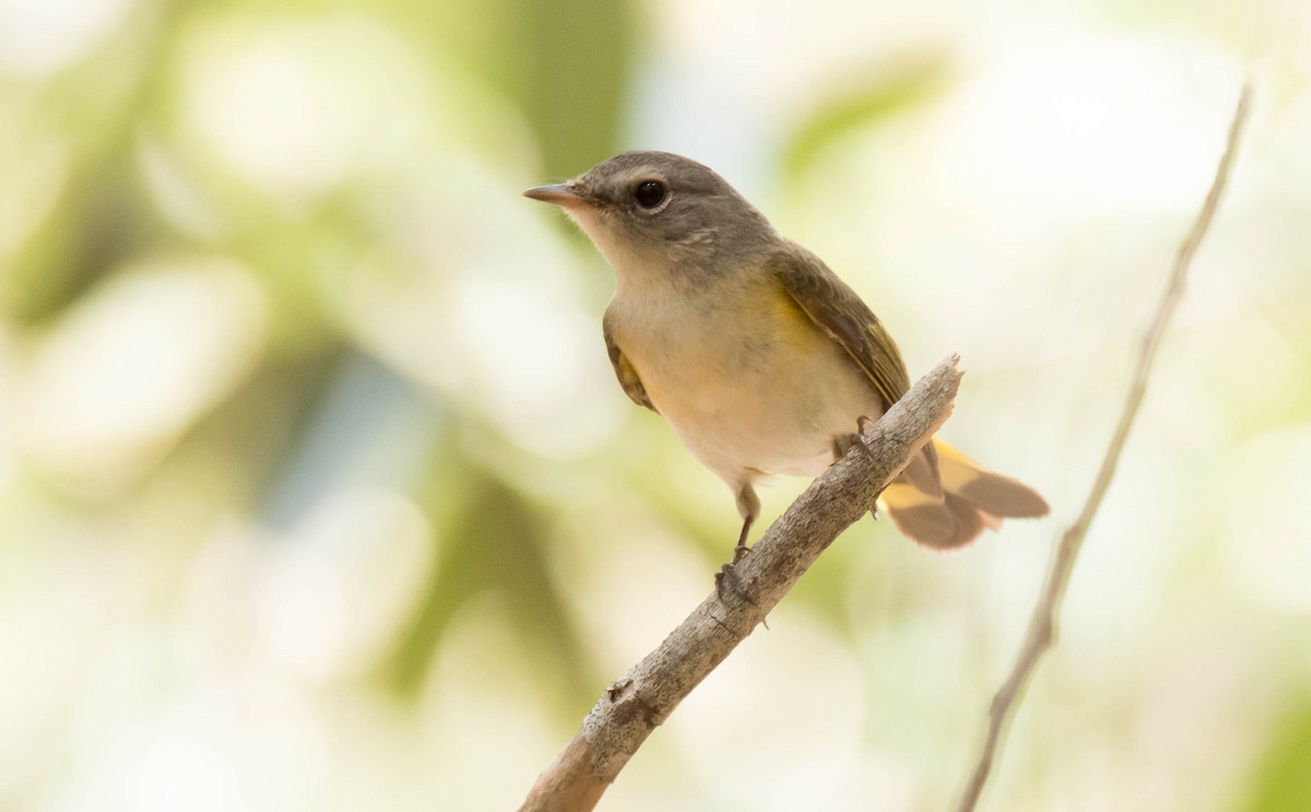 American Redstart - ML350219651