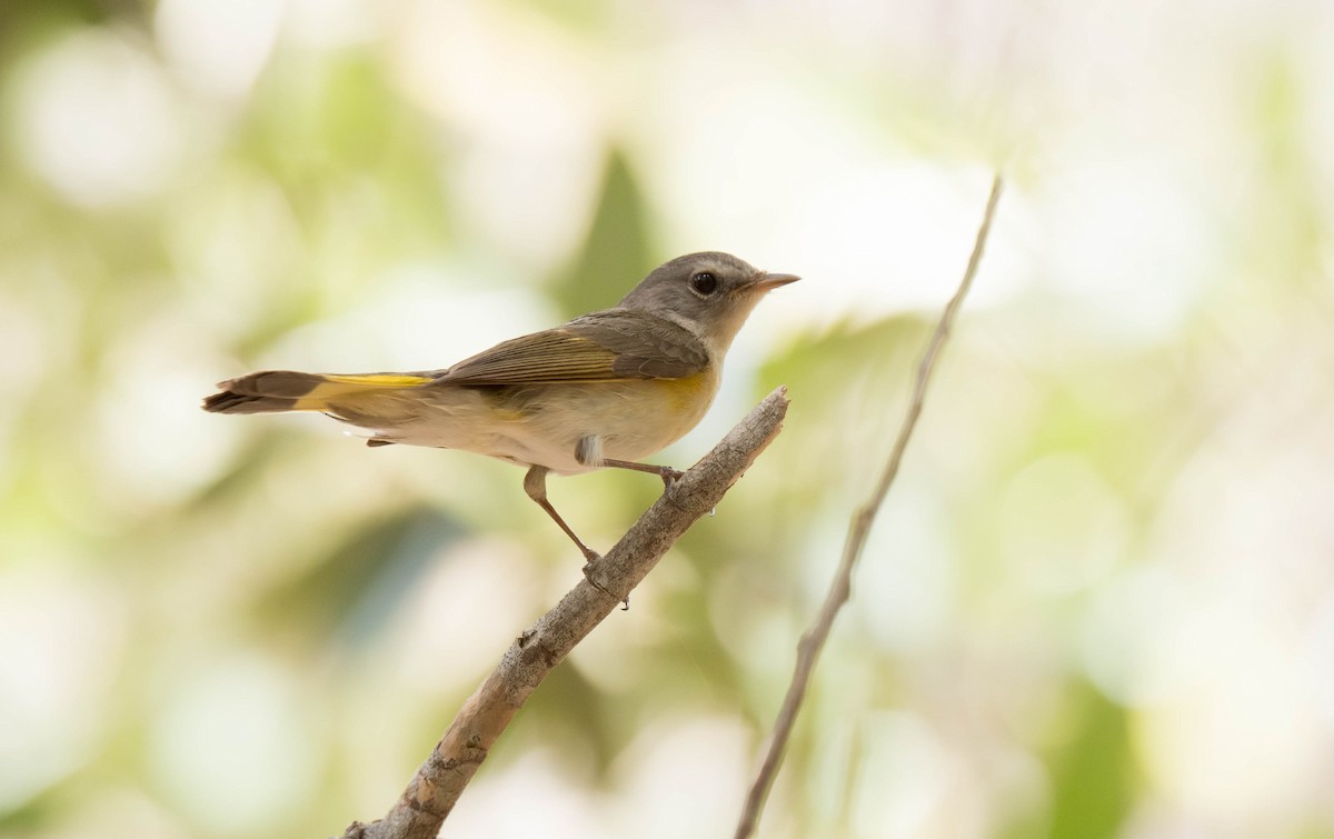 American Redstart - ML350219671