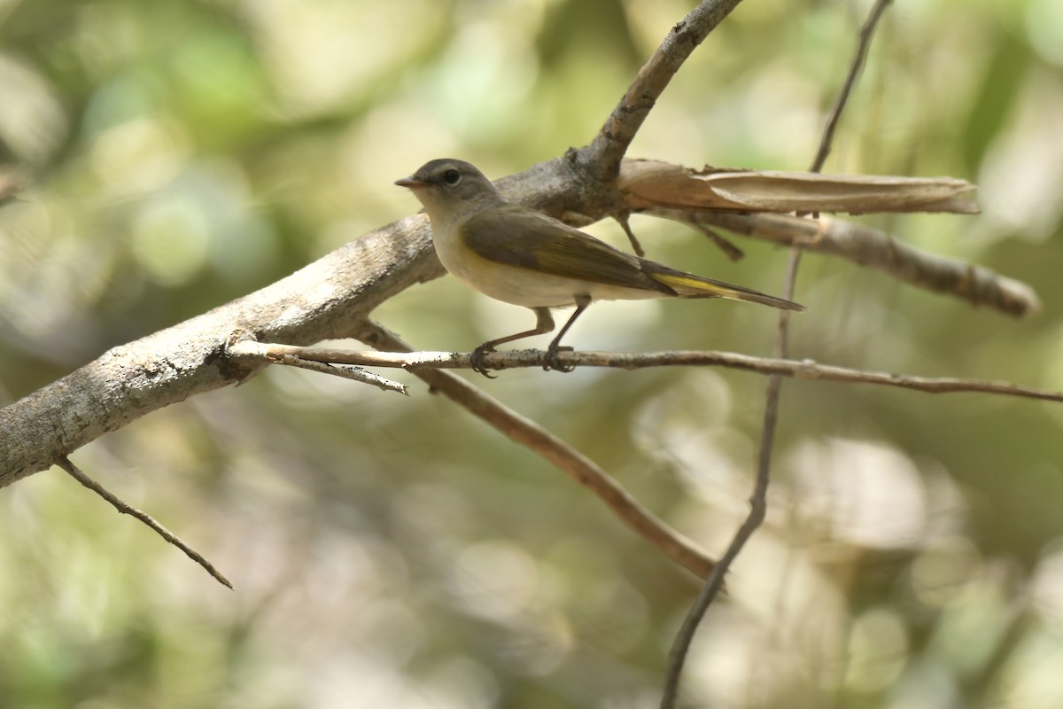 American Redstart - ML350219711