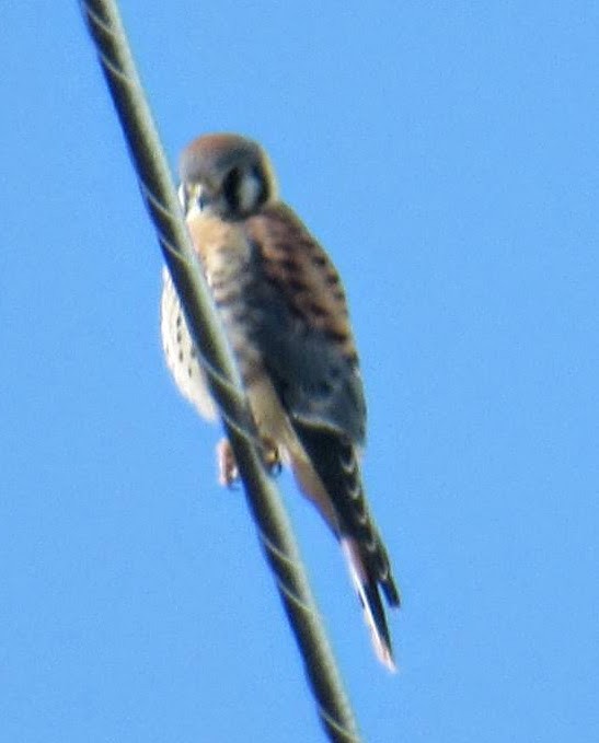 American Kestrel - ML350221001