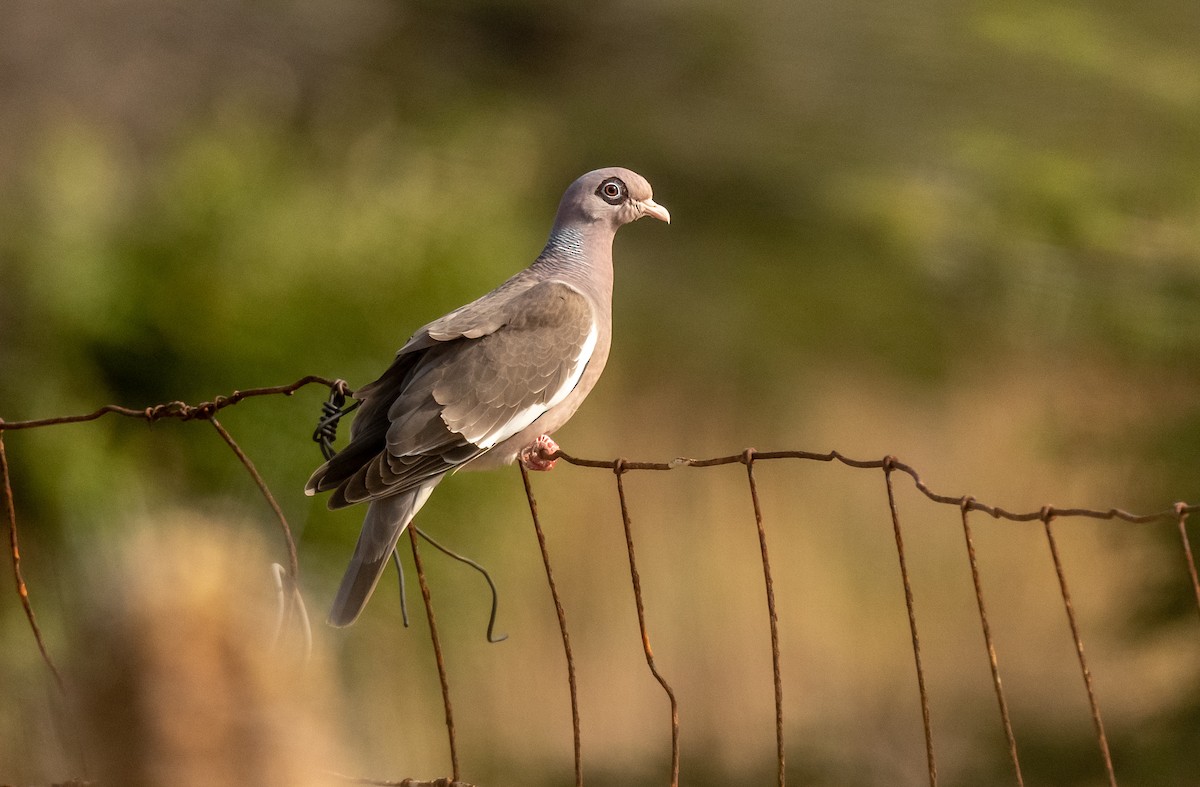 Bare-eyed Pigeon - ML350222471