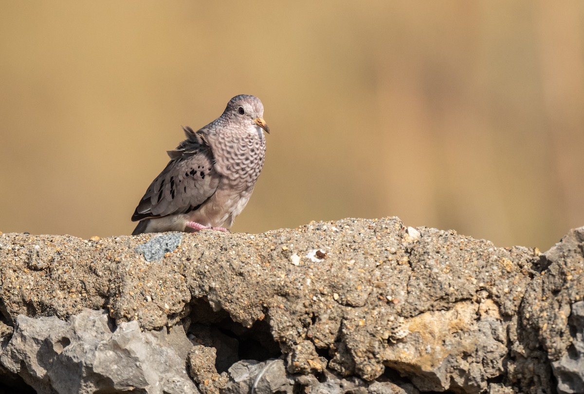 Common Ground Dove - Wim van Zwieten