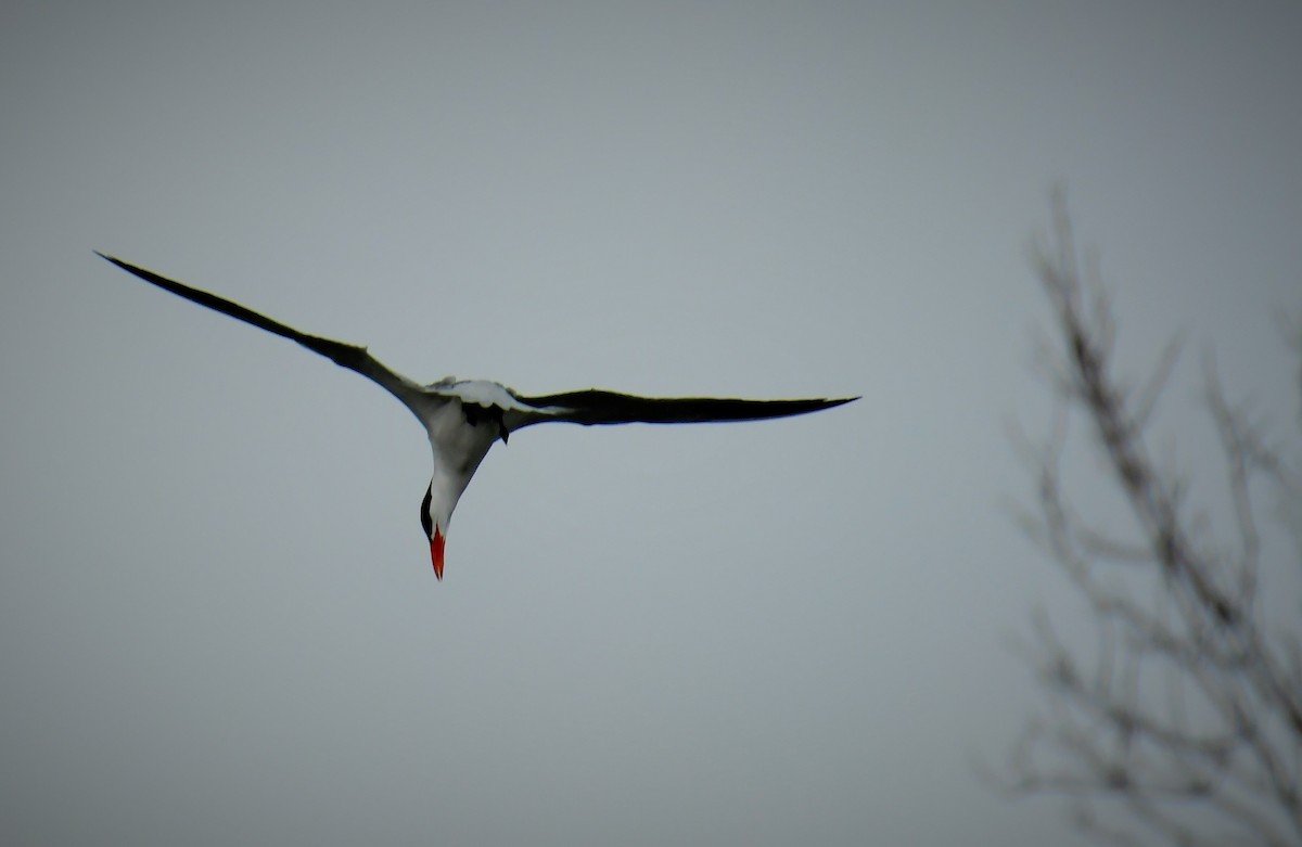 Caspian Tern - ML350222901