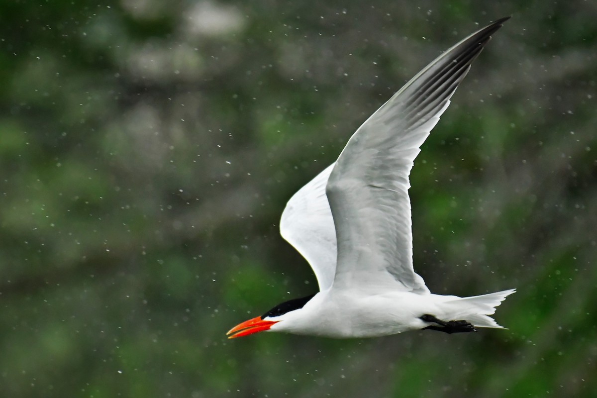 Caspian Tern - ML350222921