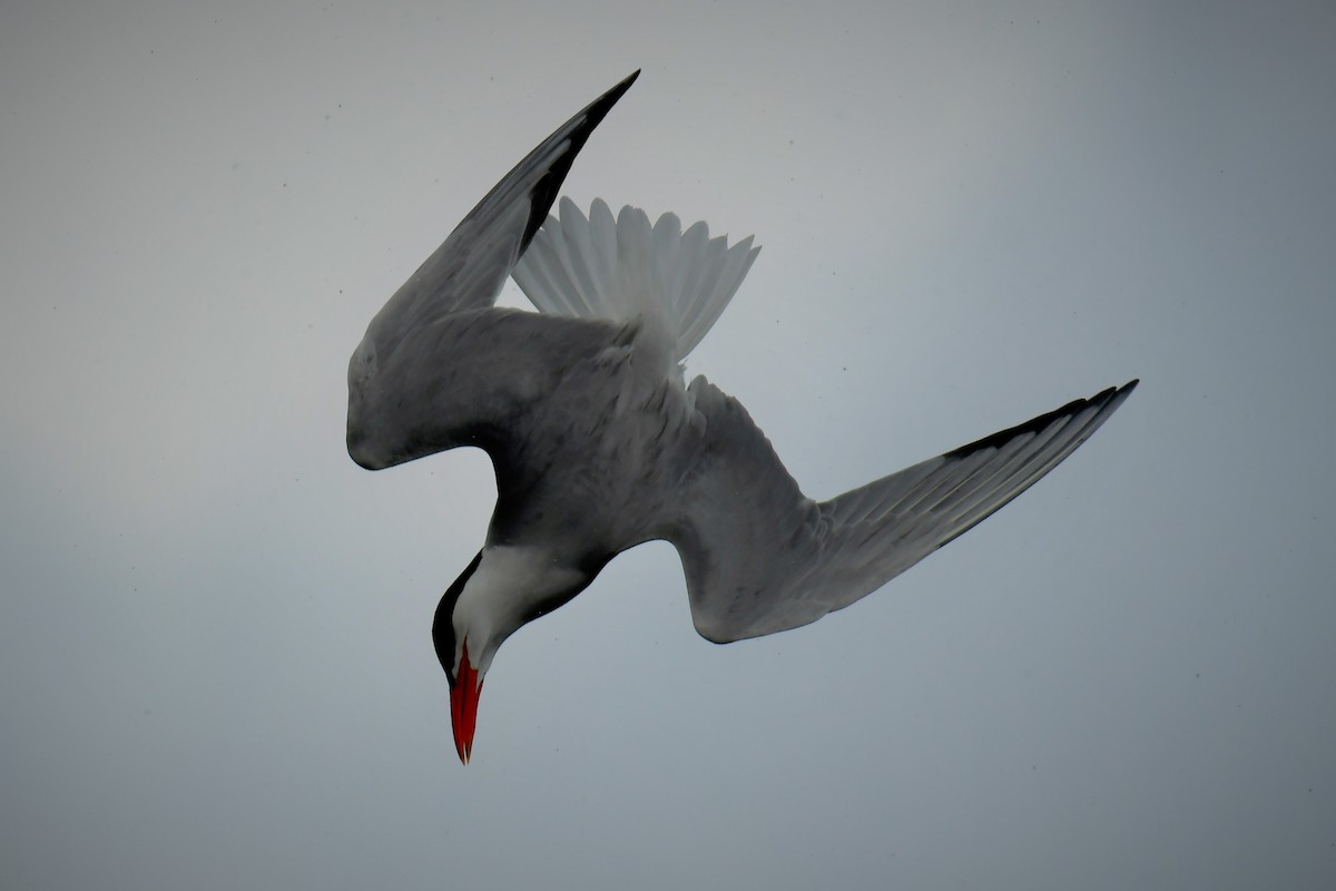 Caspian Tern - ML350222931