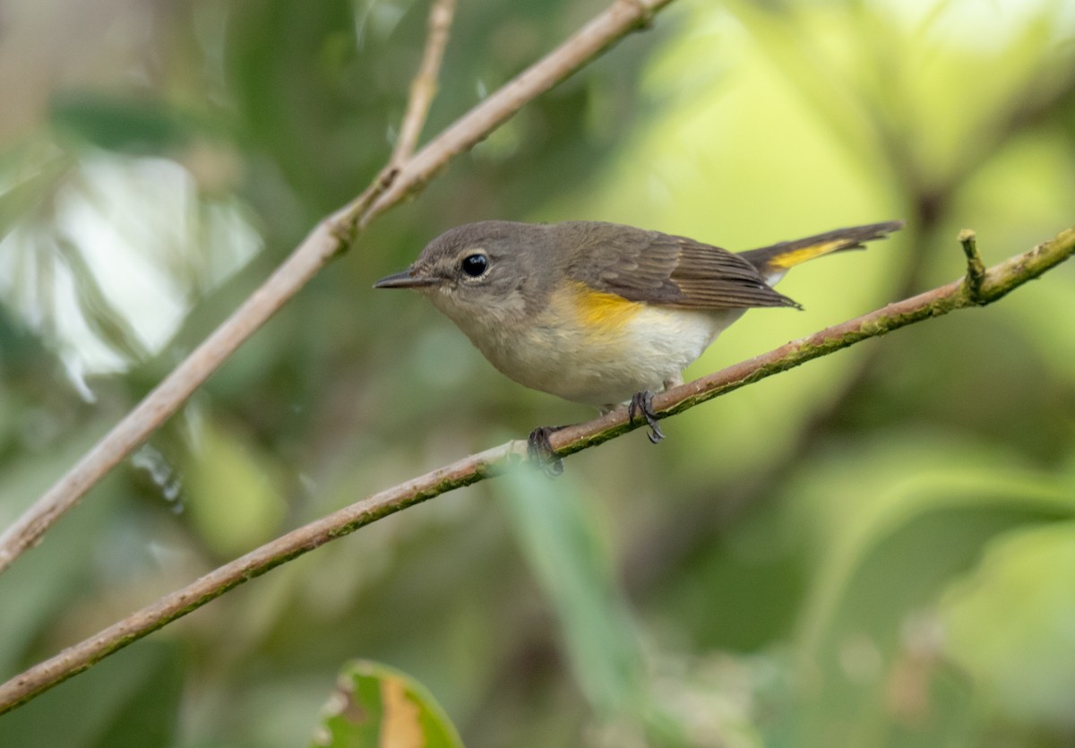 American Redstart - ML350223811