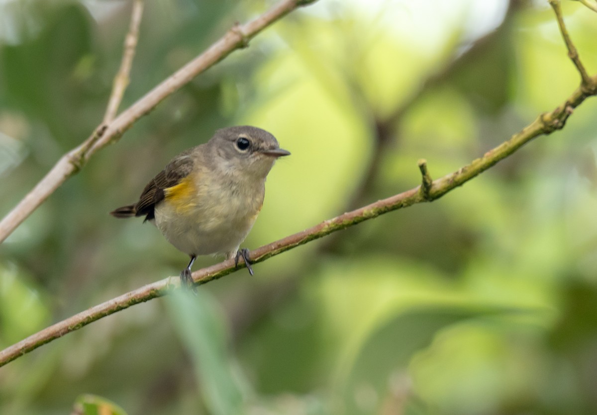 American Redstart - ML350223871