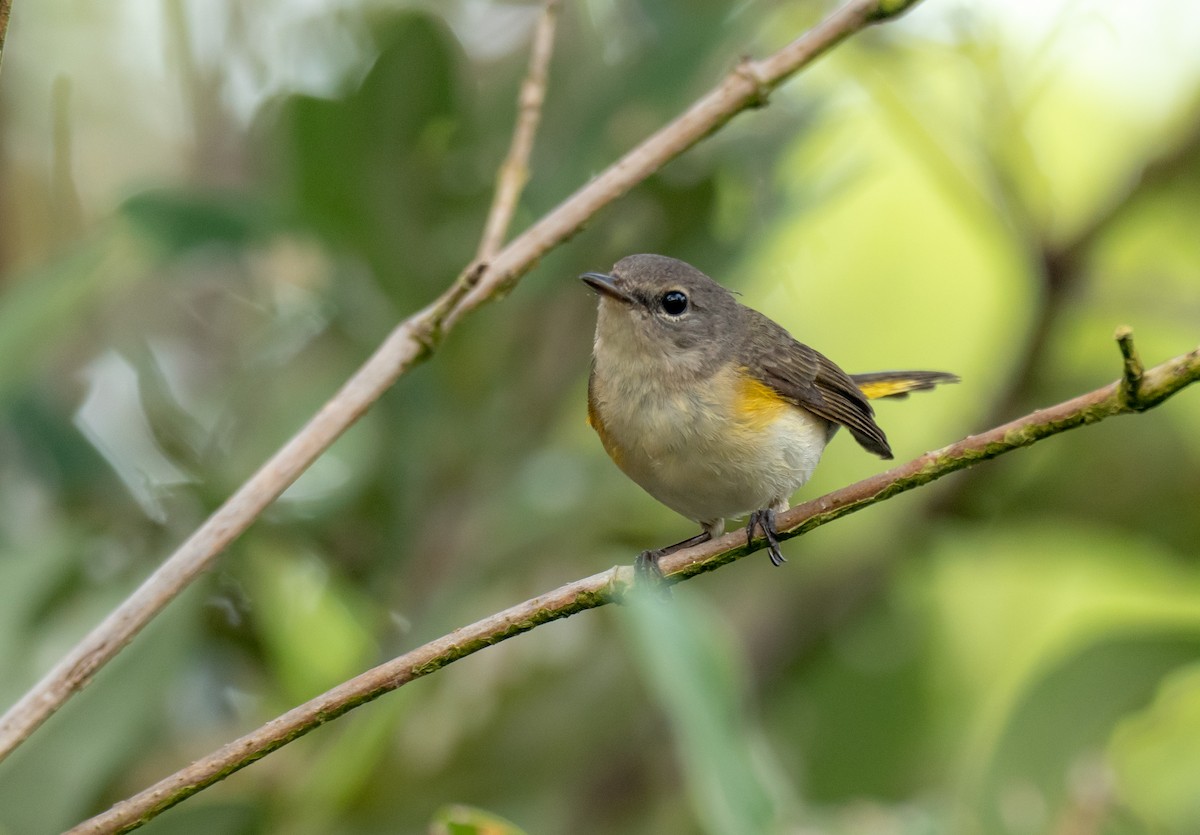 American Redstart - ML350223881