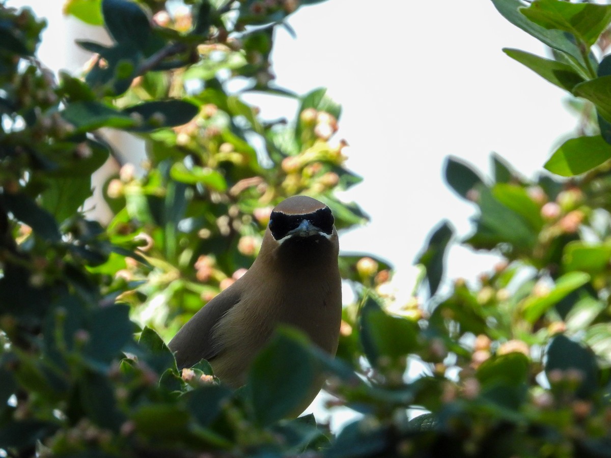 Cedar Waxwing - ML350225951