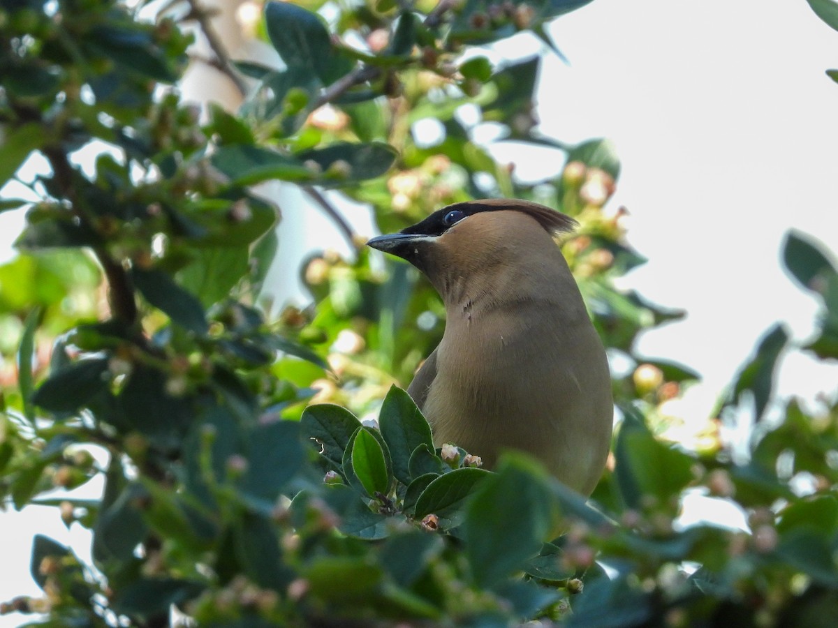 Cedar Waxwing - ML350225971