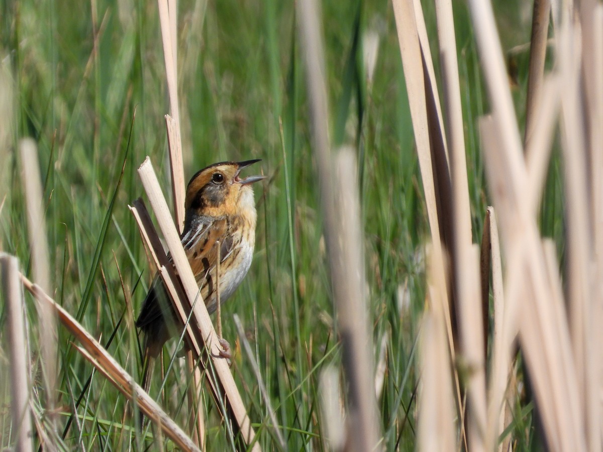 Nelson's Sparrow (Interior) - ML350226821