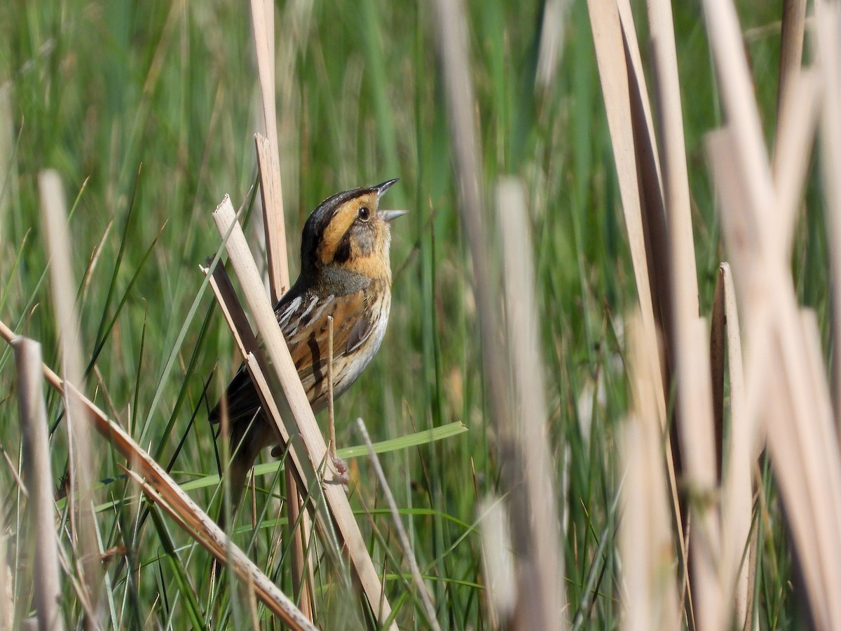 Nelson's Sparrow (Interior) - ML350226891