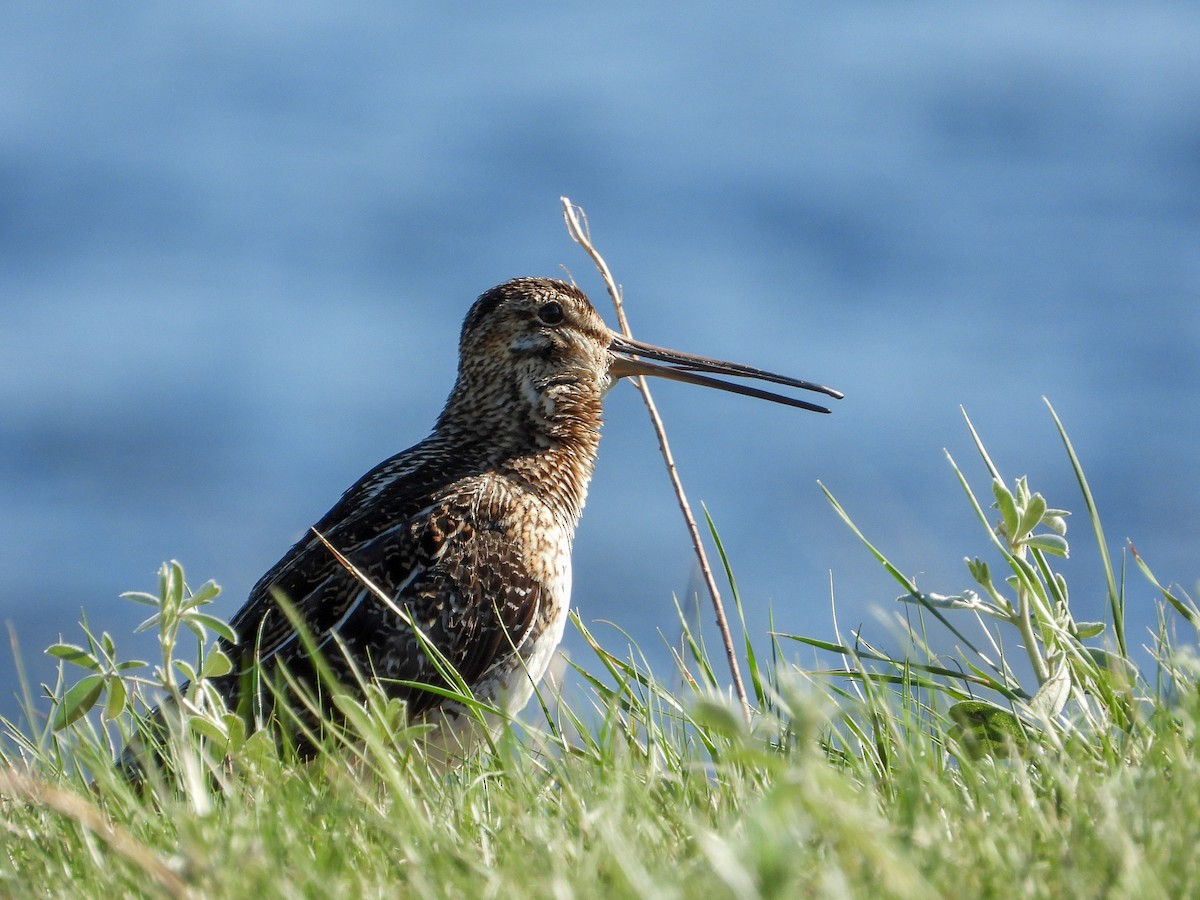 Wilson's Snipe - James Maley