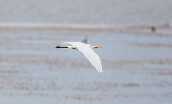 Great Egret - ML35023021