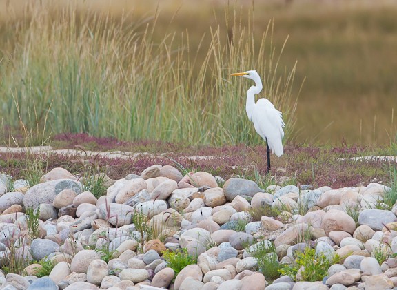 Great Egret - ML35023071