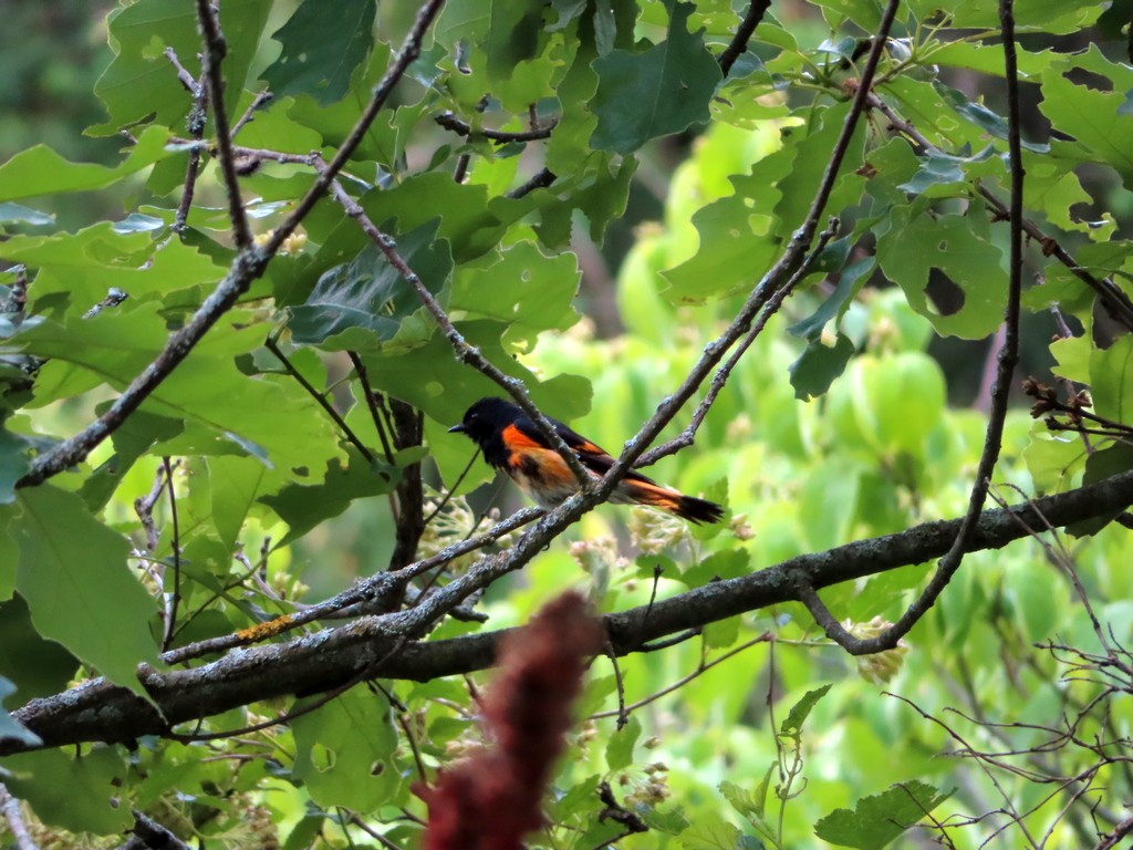 American Redstart - ML350230811