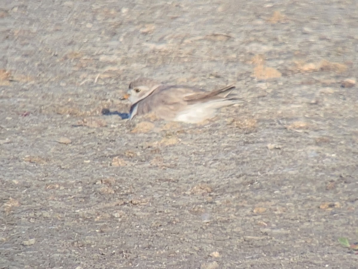 Piping Plover - ML350231011