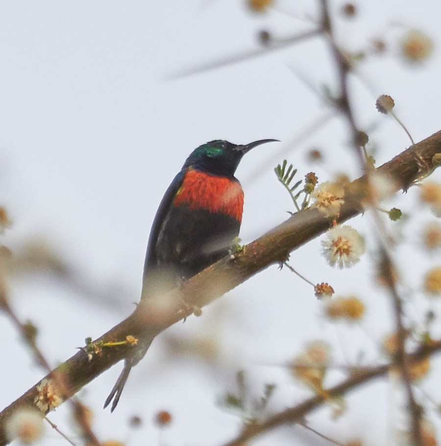 Black-bellied Sunbird - ML35023261